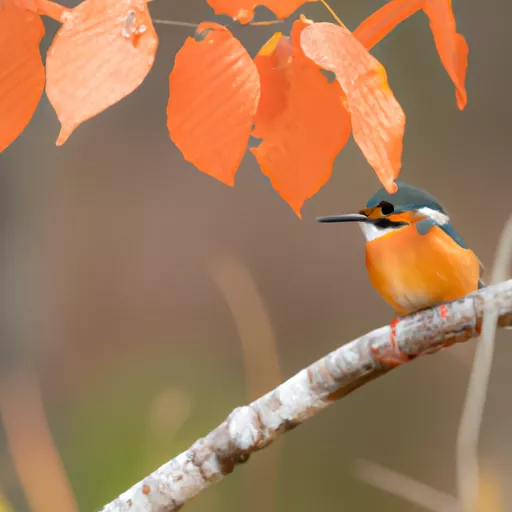 ベイプショップ